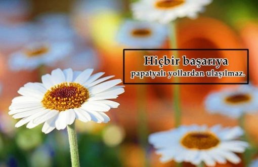 Papatya İle İlgili Sözler