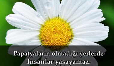 Papatya İle İlgili Resimli Sözler